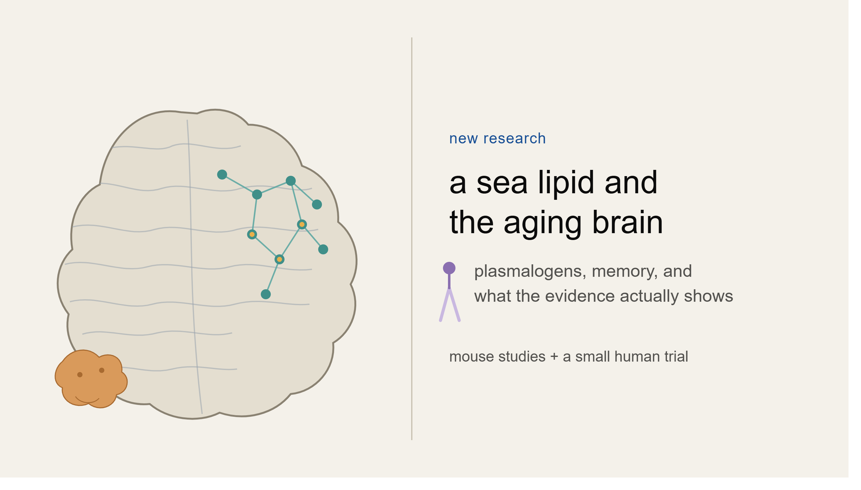 Plasmalogens and the Aging Brain: Promising Mouse Data, Not a Supplement Recommendation